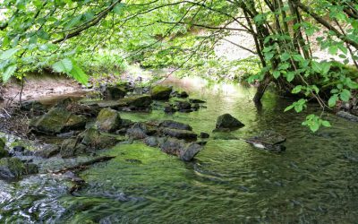 Wanderung vom Quellgebiet durch das Naafbachtal